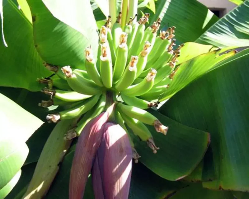 1 Dwarf Banana Musa Cavendish – Cold Hardy Fruit Tree for Patio & Garden