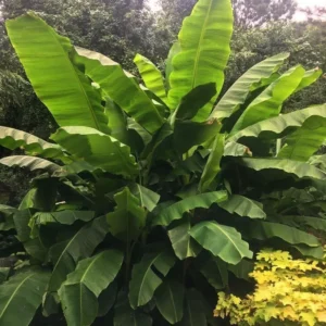 1 Dwarf Banana Musa Cavendish – Cold Hardy Fruit Tree for Patio & Garden