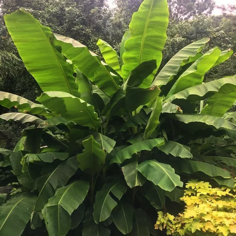 1 Dwarf Banana Musa Cavendish – Cold Hardy Fruit Tree for Patio & Garden