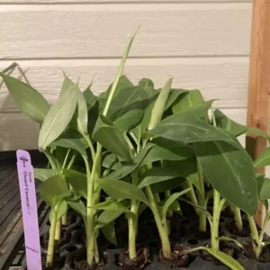 1 Dwarf Banana Musa Cavendish – Cold Hardy Fruit Tree for Patio & Garden