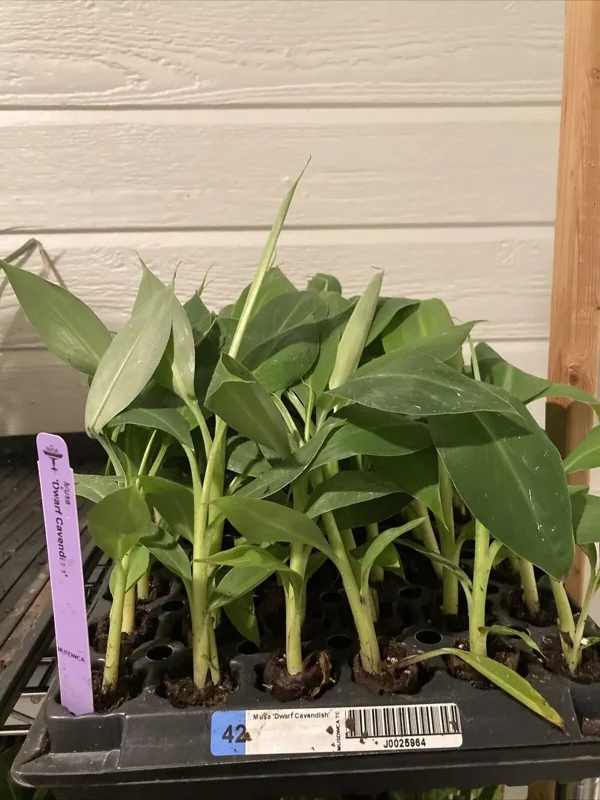 1 Dwarf Banana Musa Cavendish – Cold Hardy Fruit Tree for Patio & Garden