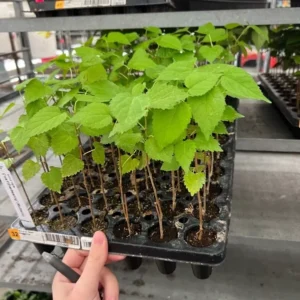 1 Dwarf Everbearing Mulberry Tree Starter Plant, Edible Fruit, Bare Root