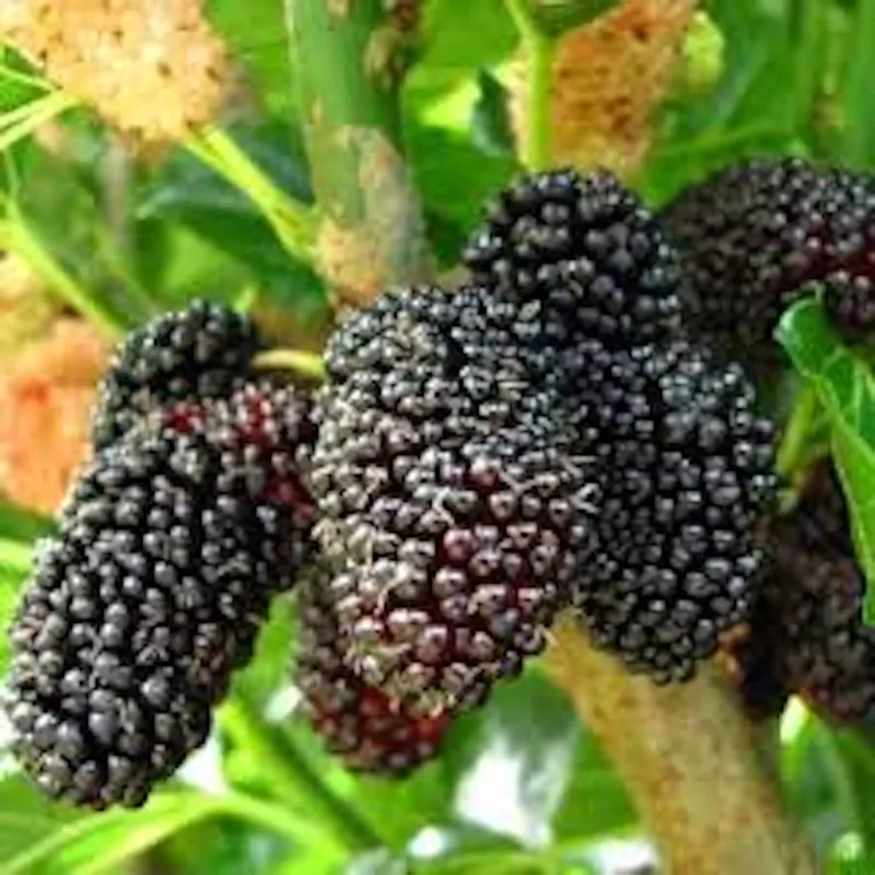 1 Dwarf Everbearing Mulberry Tree Starter Plant, Edible Fruit, Bare Root
