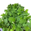 1 Fig Tree Black Mission Ficus Carica Starter Plant Edible Fruit Tree