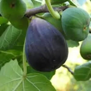 1 Fig Tree Black Mission Ficus Carica Starter Plant Edible Fruit Tree