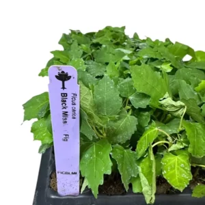 1 Fig Tree Black Mission Ficus Carica Starter Plant Edible Fruit Tree
