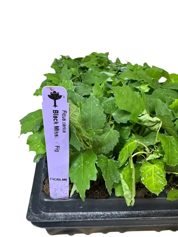 1 Fig Tree Black Mission Ficus Carica Starter Plant Edible Fruit Tree