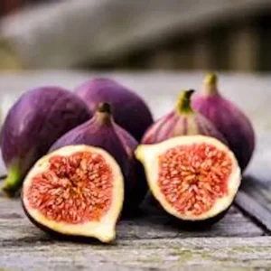 1 Fig Tree Black Mission Ficus Carica Starter Plant Edible Fruit Tree