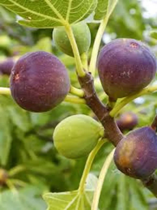 1 Fig Tree Brown Turkey Ficus Carica Starter Plant Fruiting Edible