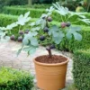 1 Fignomenal Dwarf Fig Tree Self Fertile Compact Starter Plant for Outdoors