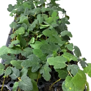 1 Fignomenal Dwarf Fig Tree Self Fertile Compact Starter Plant for Outdoors