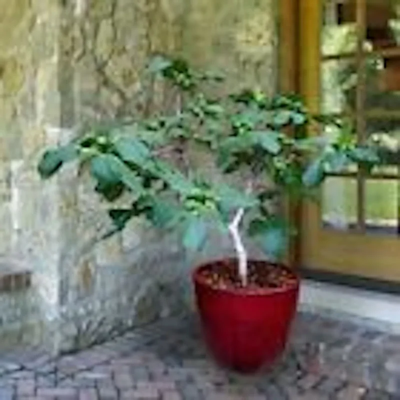 1 Fignomenal Dwarf Fig Tree Self Fertile Compact Starter Plant for Outdoors