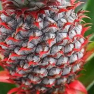 1 Florida Special Pineapple Plant – Ananas Colossus, Live Starter, Fast Growing