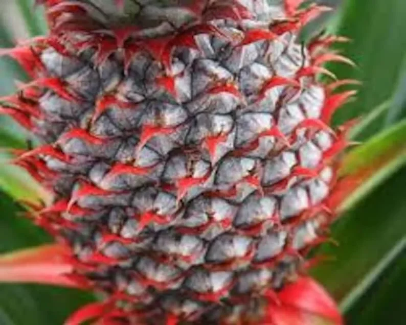 1 Florida Special Pineapple Plant – Ananas Colossus, Live Starter, Fast Growing