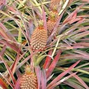 1 Florida Special Pineapple Plant – Ananas Colossus, Live Starter, Fast Growing