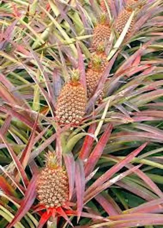 1 Florida Special Pineapple Plant – Ananas Colossus, Live Starter, Fast Growing