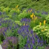 1 Glowstick Kniphofia Uvaria 4 Inch Pot - Yellow Hot Poker Plant - Bright Flowers