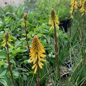1 Glowstick Kniphofia Uvaria 4 Inch Pot - Yellow Hot Poker Plant - Bright Flowers