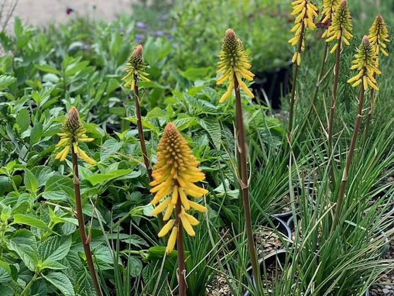 1 Glowstick Kniphofia Uvaria 4 Inch Pot - Yellow Hot Poker Plant - Bright Flowers