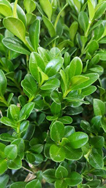 1 Green Velvet Boxwood Shrub 2.5 in - Evergreen, Low-Maintenance Landscaping Plant