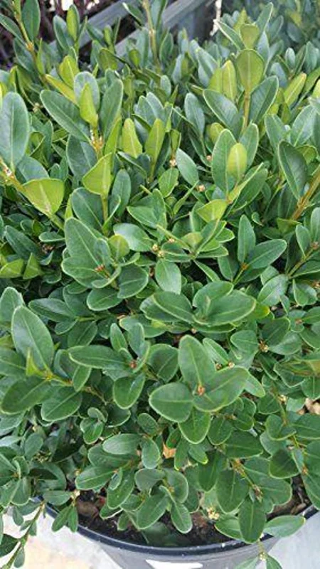 1 Green Velvet Boxwood Shrub 2.5 in - Evergreen, Low-Maintenance Landscaping Plant