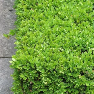 1 Green Velvet Boxwood Shrub 2.5 in - Evergreen, Low-Maintenance Landscaping Plant