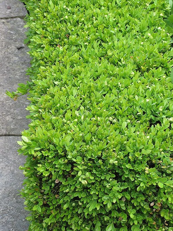1 Green Velvet Boxwood Shrub 2.5 in - Evergreen, Low-Maintenance Landscaping Plant