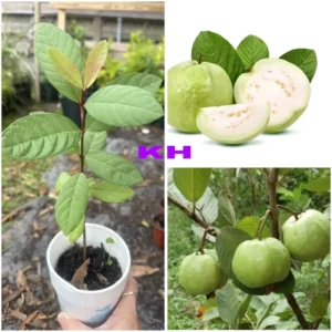 1 Guava Fruit Tree Planting 7-10” Tall | Exotic Tropical Fruit Tree