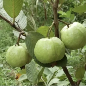 1 Guava Fruit Tree Planting 7-10” Tall | Exotic Tropical Fruit Tree