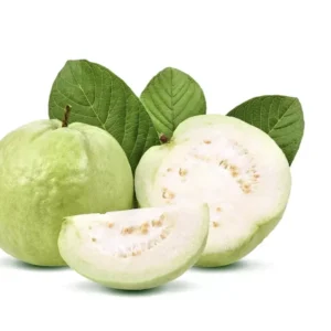 1 Guava Fruit Tree Planting 7-10” Tall | Exotic Tropical Fruit Tree