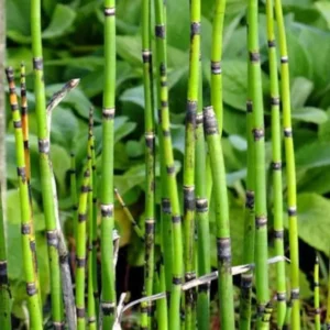 1 Horsetail Grass 4 Inch In Pot - Equisetum Hyemale - Vertical Accent Plant