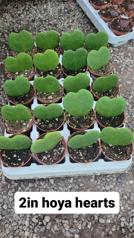 1 Hoya Kerii Hearts Live Plant in 2 Inch Pot - Beautiful Heart-Shaped Hoya - Small Indoor Plant