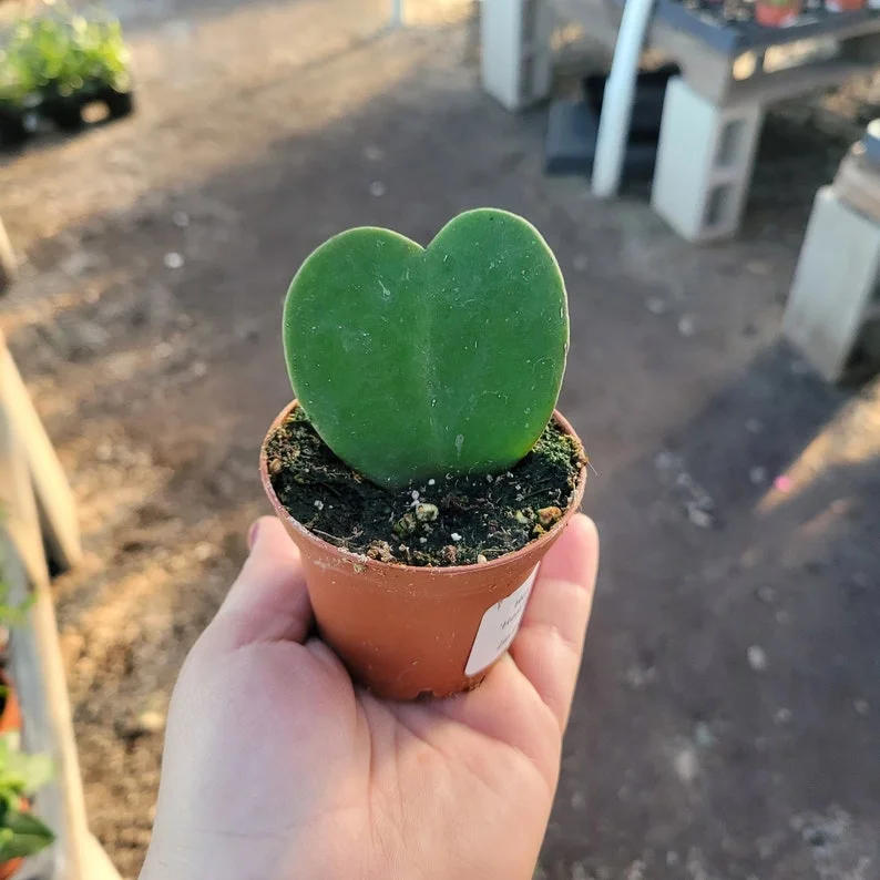1 Hoya Kerii Hearts Live Plant in 2 Inch Pot - Beautiful Heart-Shaped Hoya - Small Indoor Plant