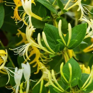 1 Japanese Honeysuckle Lonicera Japonica 3.5 In Pot, Fragrant White Flowers, Evergreen Vine