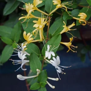 1 Japanese Honeysuckle Lonicera Japonica 3.5 In Pot, Fragrant White Flowers, Evergreen Vine