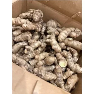 1 Lb Fresh Turmeric Roots - Organic Live Rhizomes for Planting