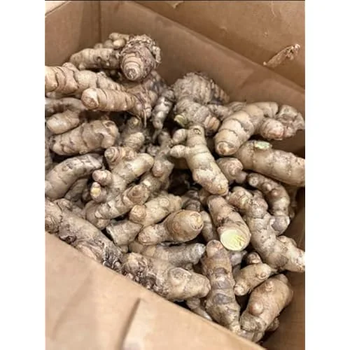 1 Lb Fresh Turmeric Roots - Organic Live Rhizomes for Planting