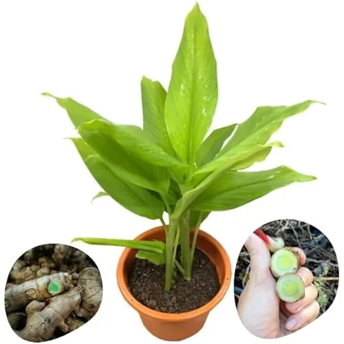 1 Lb Fresh Turmeric Roots - Organic Live Rhizomes for Planting