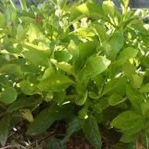1 Longevity Spinach Starter Plant, Perennial Edible, Gynura Procumbens