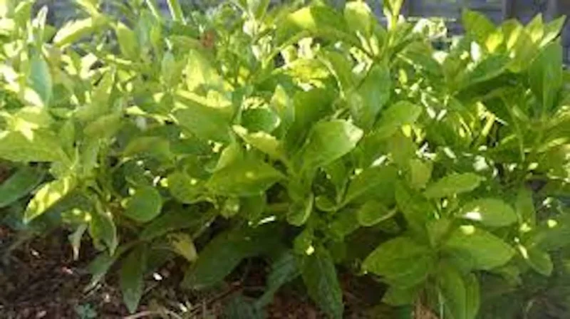 1 Longevity Spinach Starter Plant, Perennial Edible, Gynura Procumbens