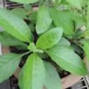 1 Longevity Spinach Starter Plant, Perennial Edible, Gynura Procumbens