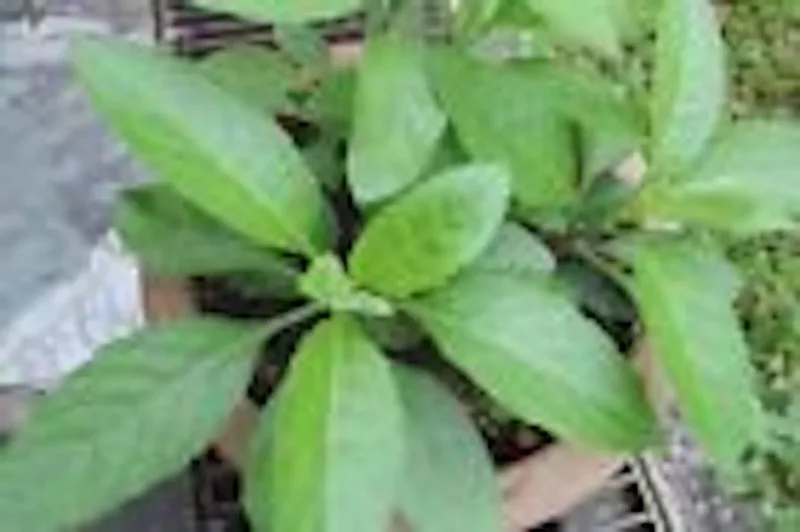 1 Longevity Spinach Starter Plant, Perennial Edible, Gynura Procumbens