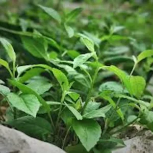 1 Longevity Spinach Starter Plant, Perennial Edible, Gynura Procumbens