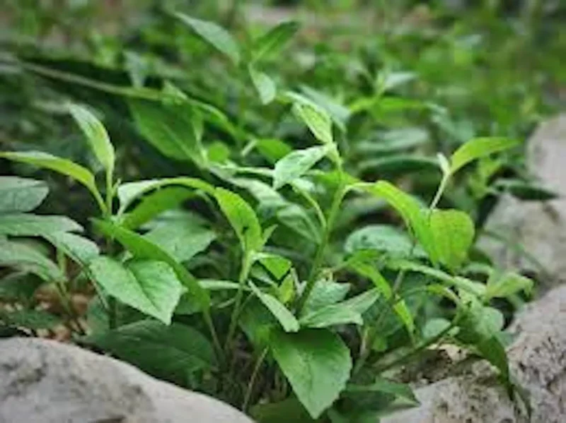 1 Longevity Spinach Starter Plant, Perennial Edible, Gynura Procumbens