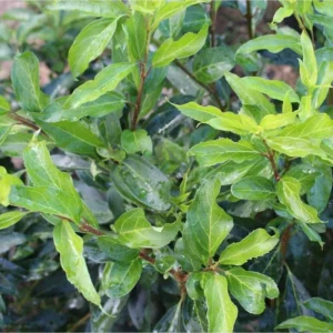1 Lynwood Gold Forsythia Bush - Yellow Flowering Shrub - 3.5 in Pot - Fast-Growing Shrub with Yellow Blooms
