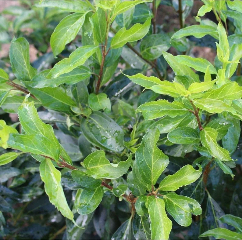 1 Lynwood Gold Forsythia Bush - Yellow Flowering Shrub - 3.5 in Pot - Fast-Growing Shrub with Yellow Blooms