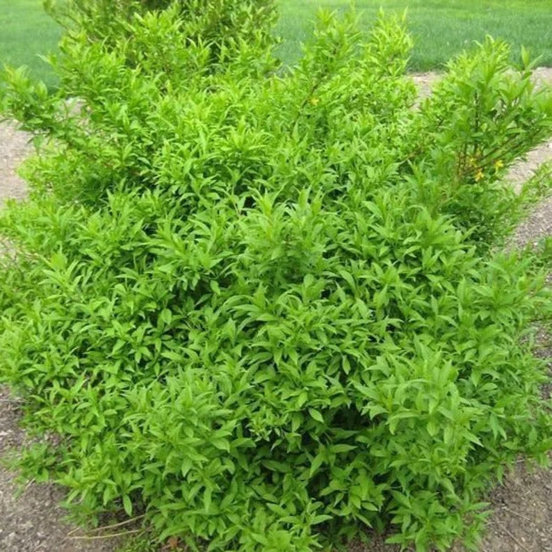 1 Lynwood Gold Forsythia Bush - Yellow Flowering Shrub - 3.5 in Pot - Fast-Growing Shrub with Yellow Blooms