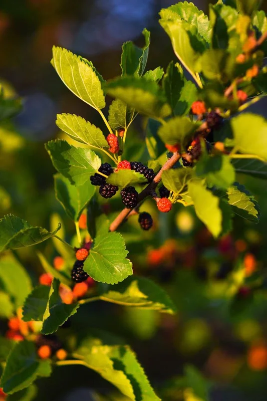 1 Mulberry Plant Dwarf Tree 3.5 in Pot | 6-10' Height, Edible Fruit, Wildlife Friendly