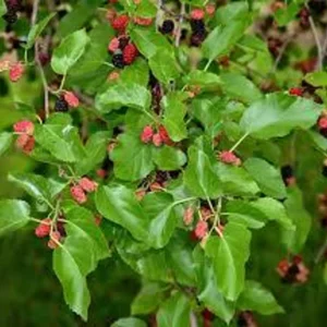 1 Mulberry Plant Dwarf Tree 3.5 in Pot | 6-10' Height, Edible Fruit, Wildlife Friendly