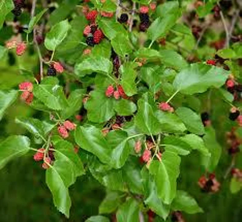 1 Mulberry Plant Dwarf Tree 3.5 in Pot | 6-10' Height, Edible Fruit, Wildlife Friendly